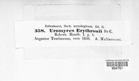 Uromyces erythronii image